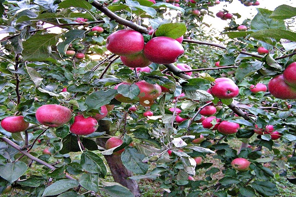 jabloň plodí