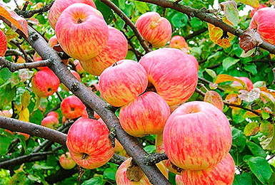 Apfelbaum Apfel gerettet