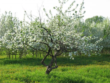 árbol de manzana