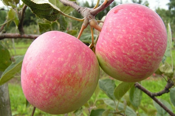 Descripción y características, historia de selección de la variedad de manzano Winter Beauty y reseñas de jardineros.