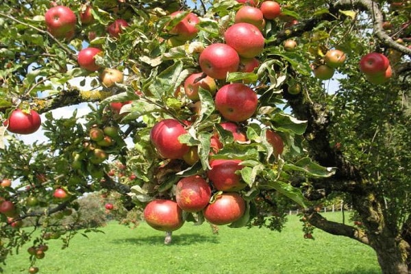 manzanas maduras 