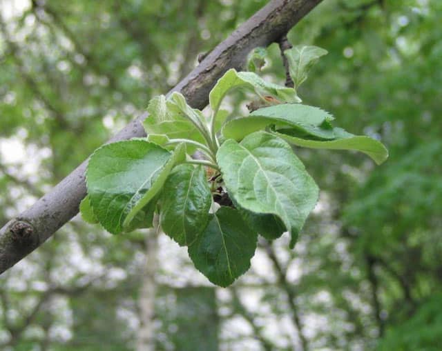 milchiger Glanz auf einem Apfelbaum