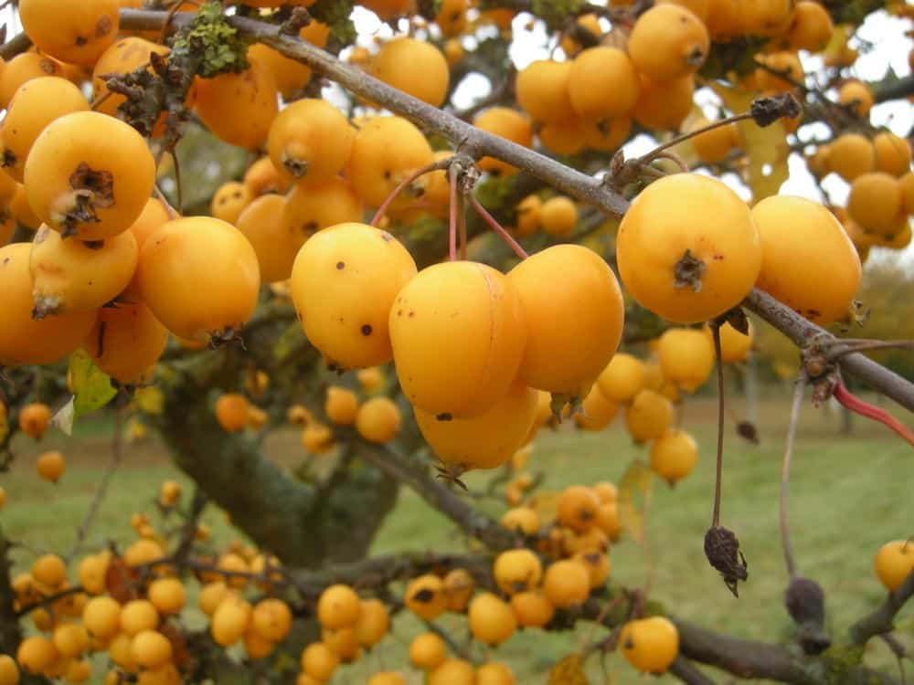 Äpfel goldene Hornisse