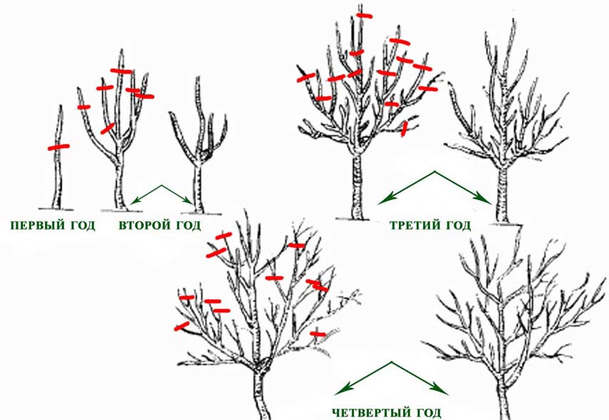 apple tree pruning