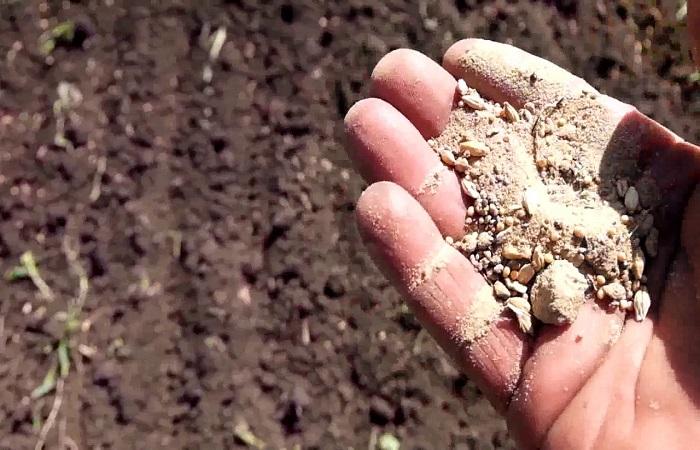 barley with sand 