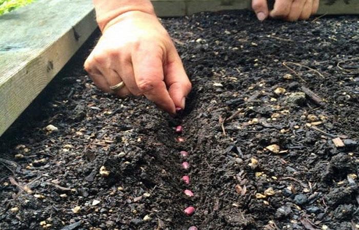 planting beans 