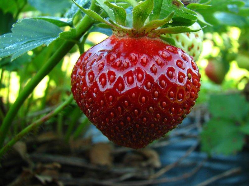 étagère à fraises