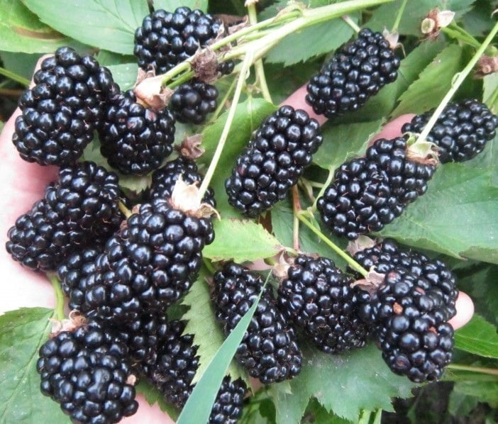 Brombeer-Brzezina