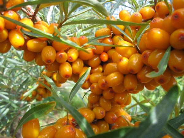 how to store sea buckthorn