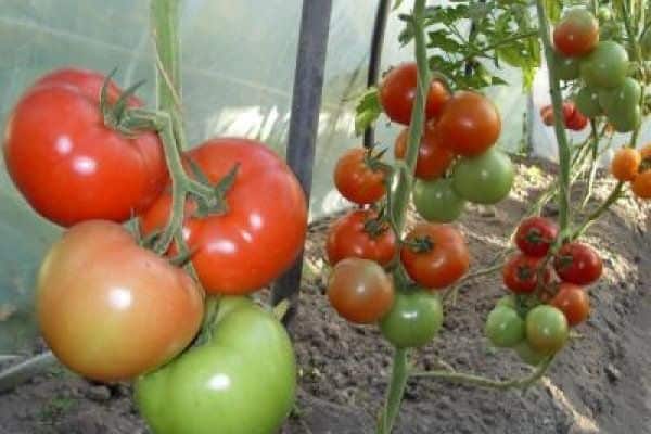 Tomaten in einem Gewächshaus