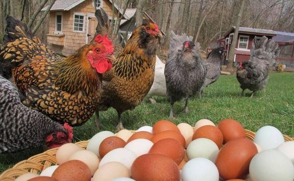 gallinas en el patio