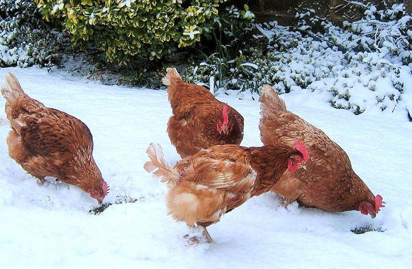 Kuřata v zimě