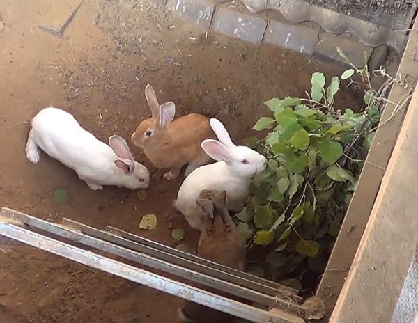 keeping rabbits in a pit