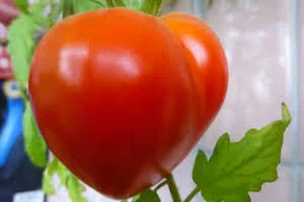 Pěstování japonských rajčat