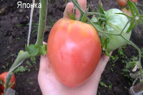 Japonská odrůda rajčat