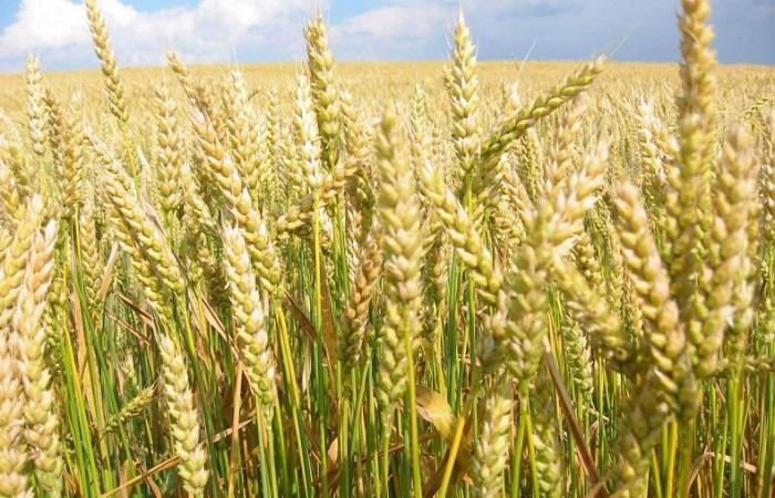 the wheat will ripen 