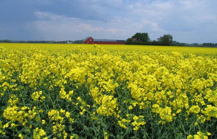 green manure grows 