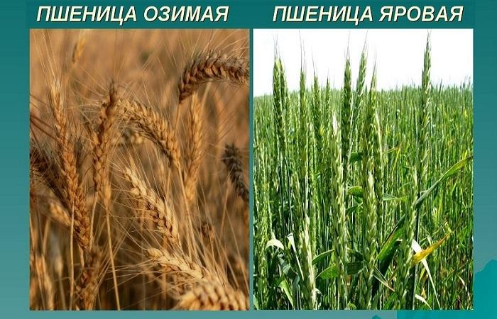 wheat comparison 