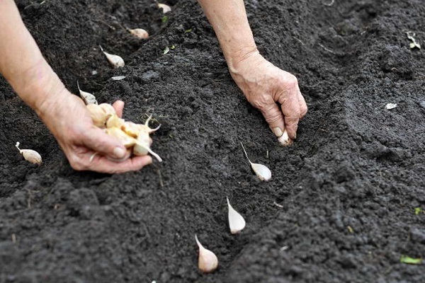 cloves in an onion