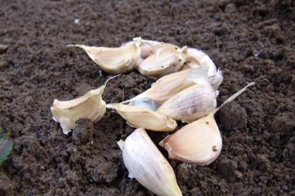 garlic for planting