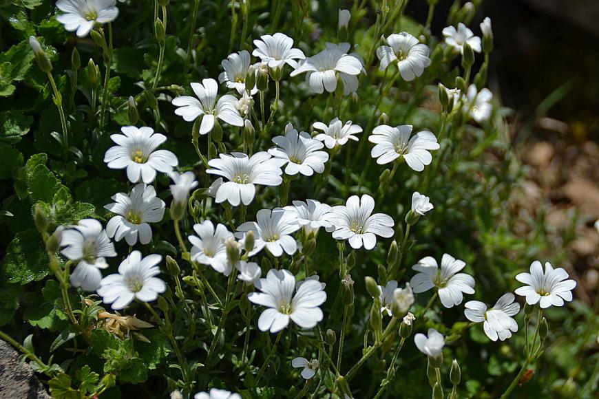 alpine parsley