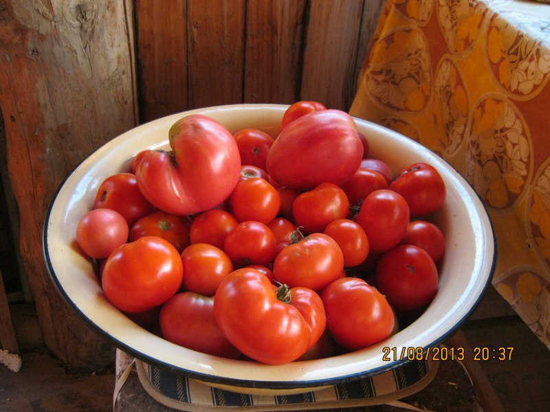 Yamal tomato in a bowl