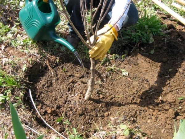 plantarea cireșilor