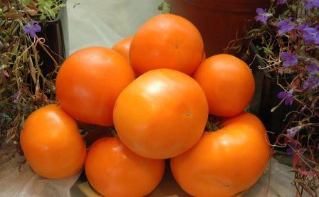 oranžové rajče