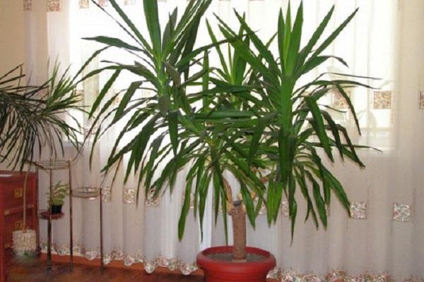 Indoor-Yucca