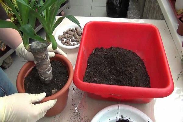 transplanting into a pot 