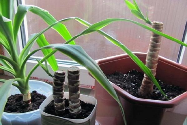 plant cuttings