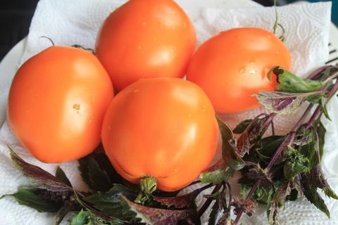 faire pousser des tomates