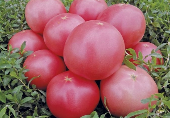  Rosa Buschtomate f1 im Garten