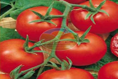 tomatoes like from the cover 