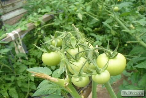 Verduras de julho 