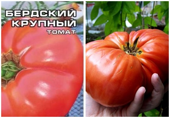 Semena rajčat Berdsky