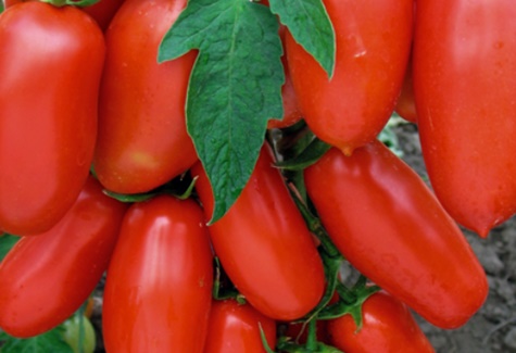 Lapwing tomato harvest