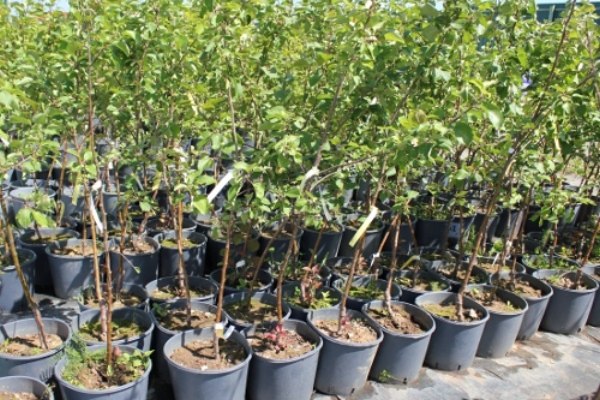 pear seedlings