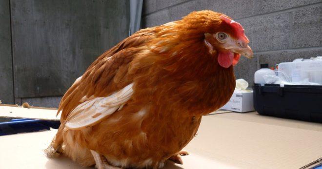 le poulet a un jabot obstrué