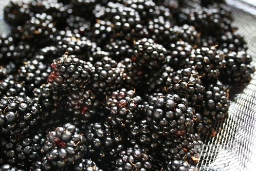 Brombeeren für Kompott