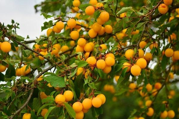 Beeren am Baum 