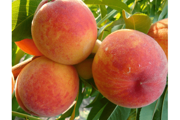 PEACH Redhaven