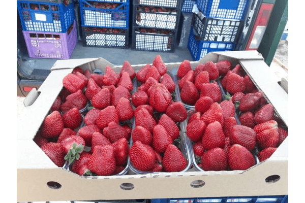 Erdbeeren in einer Kiste