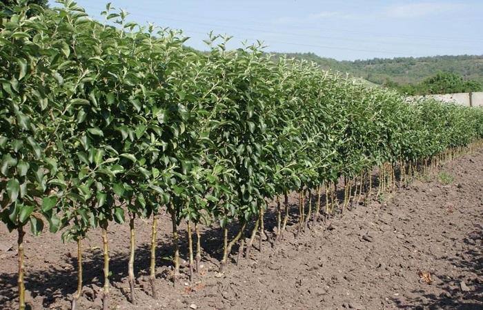 agujeros en el campo 