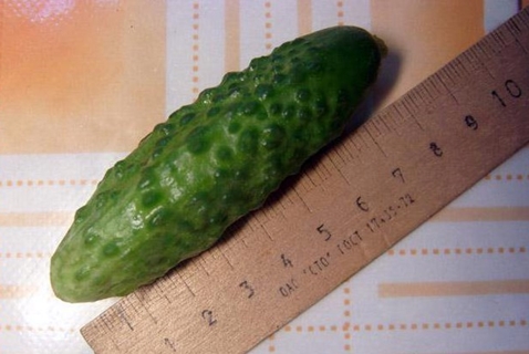 pepino pepino