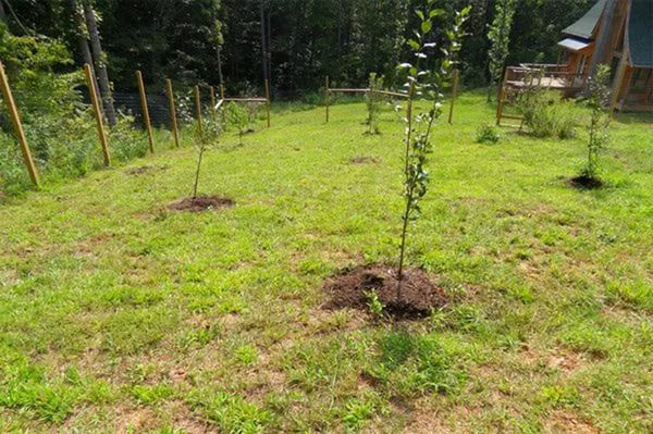 pruim planten