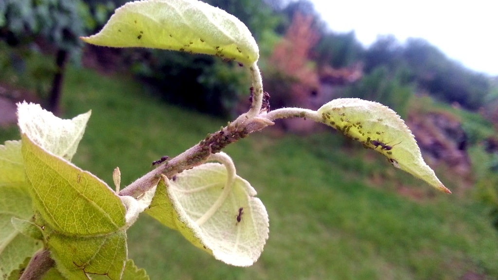 aphid on pear