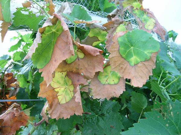 grape leaves turn yellow