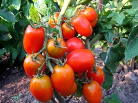 zázrak nakládání rajčat