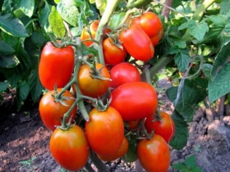 tomato pickling miracle